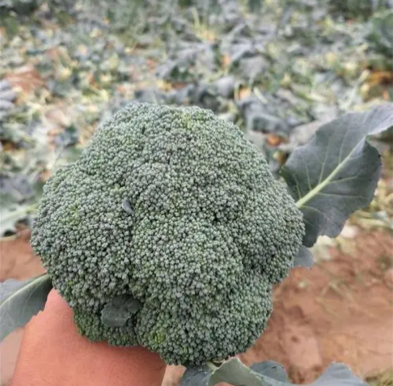 绿秀65西兰花种子春秋两用早熟种西蓝花种子蕾粒小花球