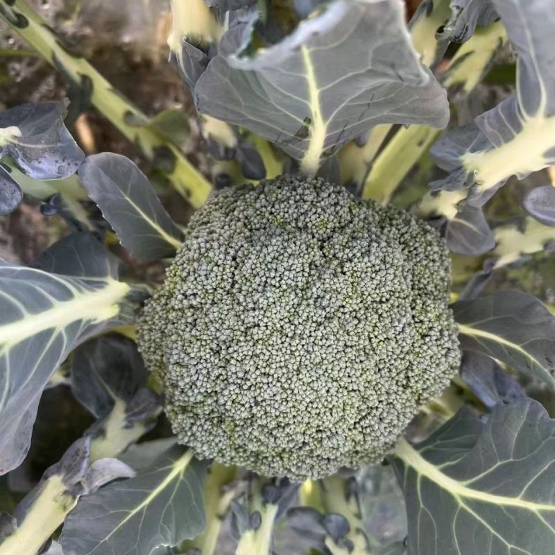 绿秀65西兰花种子春秋两用早熟种西蓝花种子蕾粒小花球