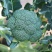 绿秀65西兰花种子春秋两用早熟种西蓝花种子蕾粒小花球