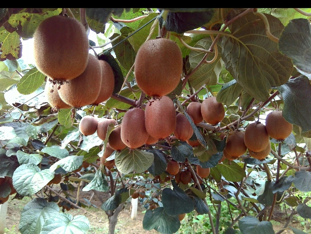 海沃德猕猴桃特写