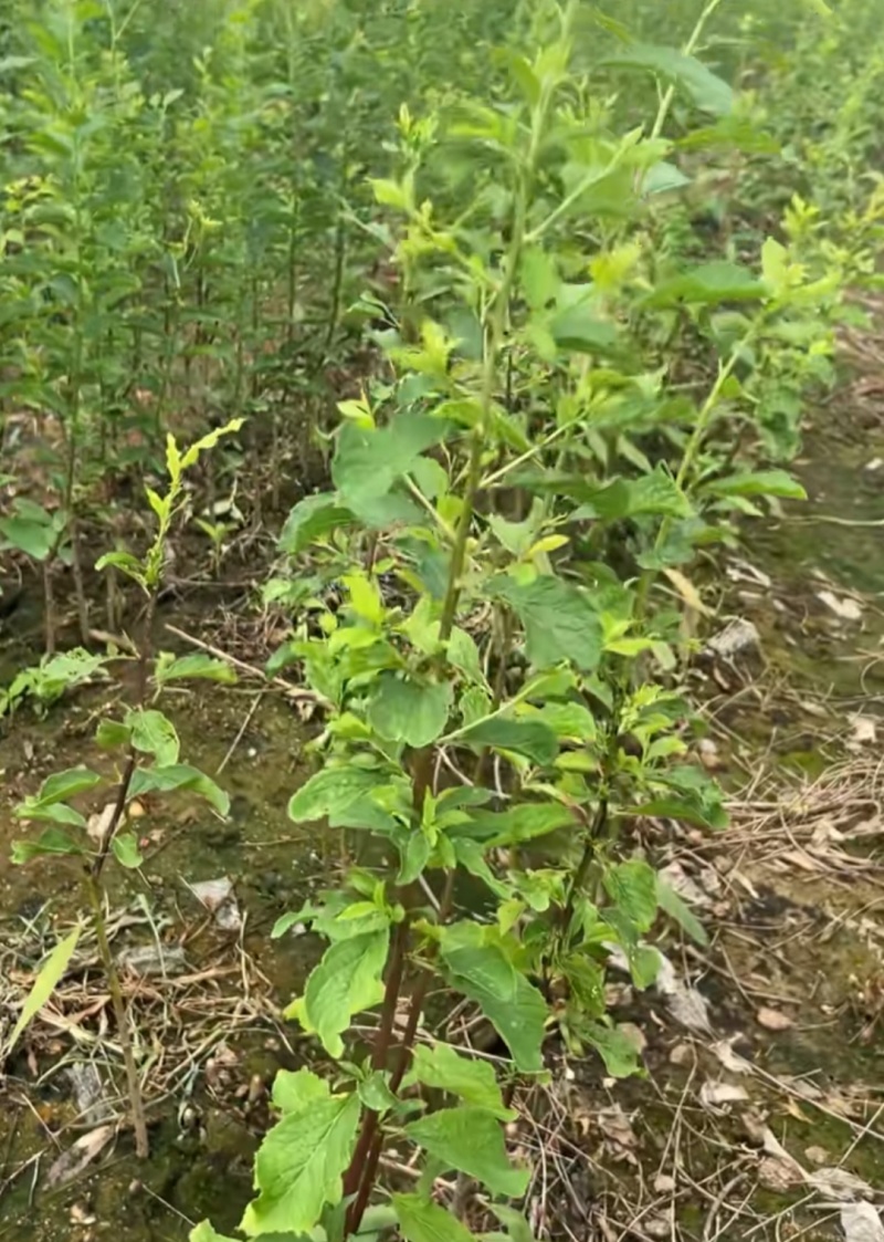 塔尔玛西梅苗早熟高糖西梅品种基地保证品种假一赔十