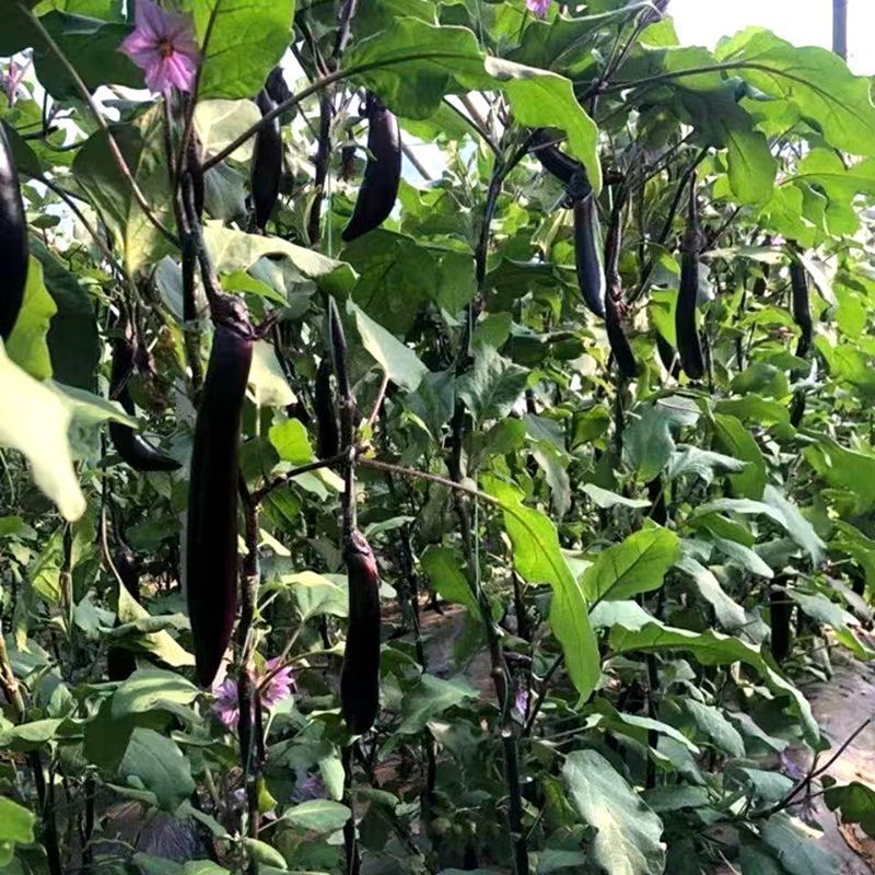 江蔬苏崎一号茄子种子黑长茄种籽长茄紫黑色杂交优质茄子线茄