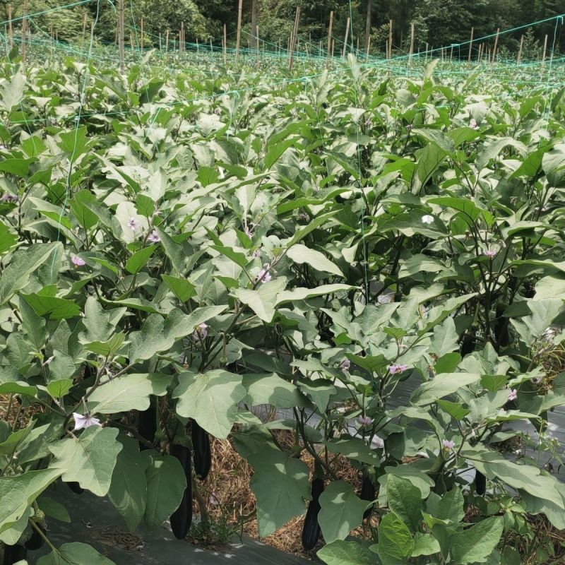 江蔬苏崎一号茄子种子黑长茄种籽长茄紫黑色杂交优质茄子线茄