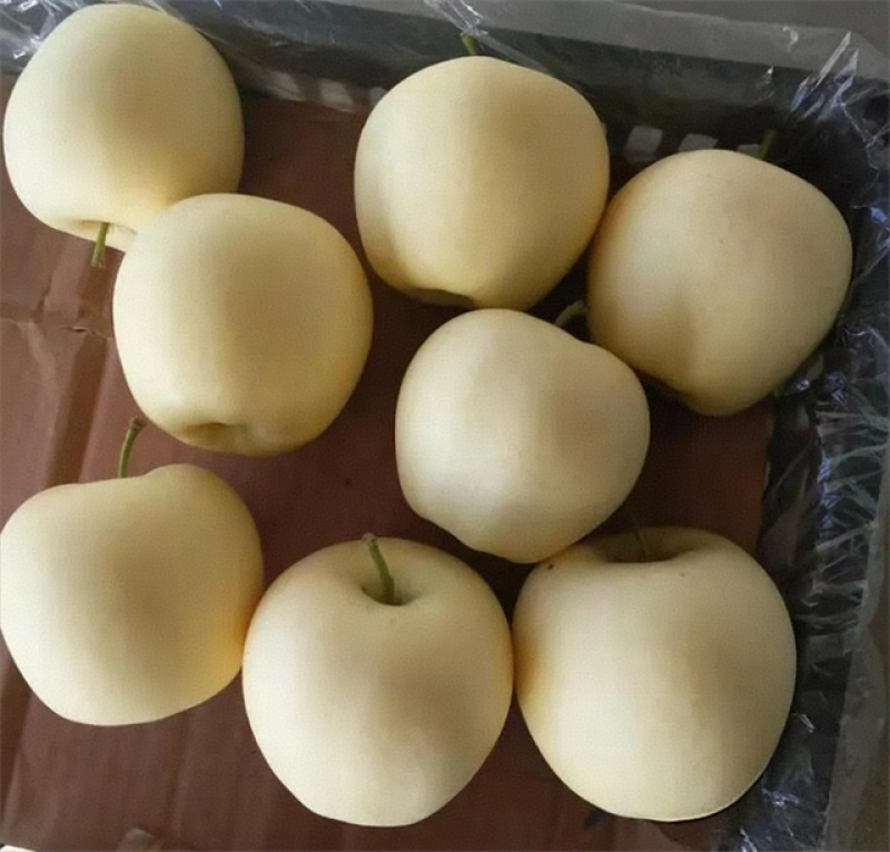 黄元帅苹果，辽宁苹果，个头大，皮毛亮，果面白，大量供应中