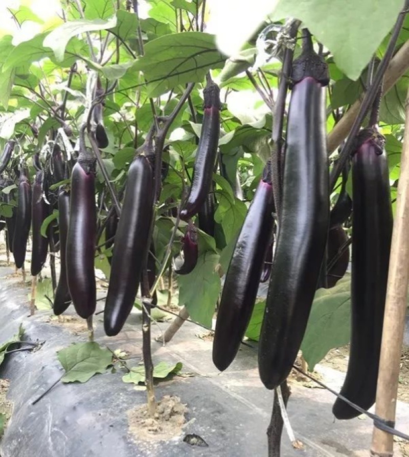 达拉斯茄子种子早熟黑紫长茄种籽抗病耐热耐寒果肉白绿色