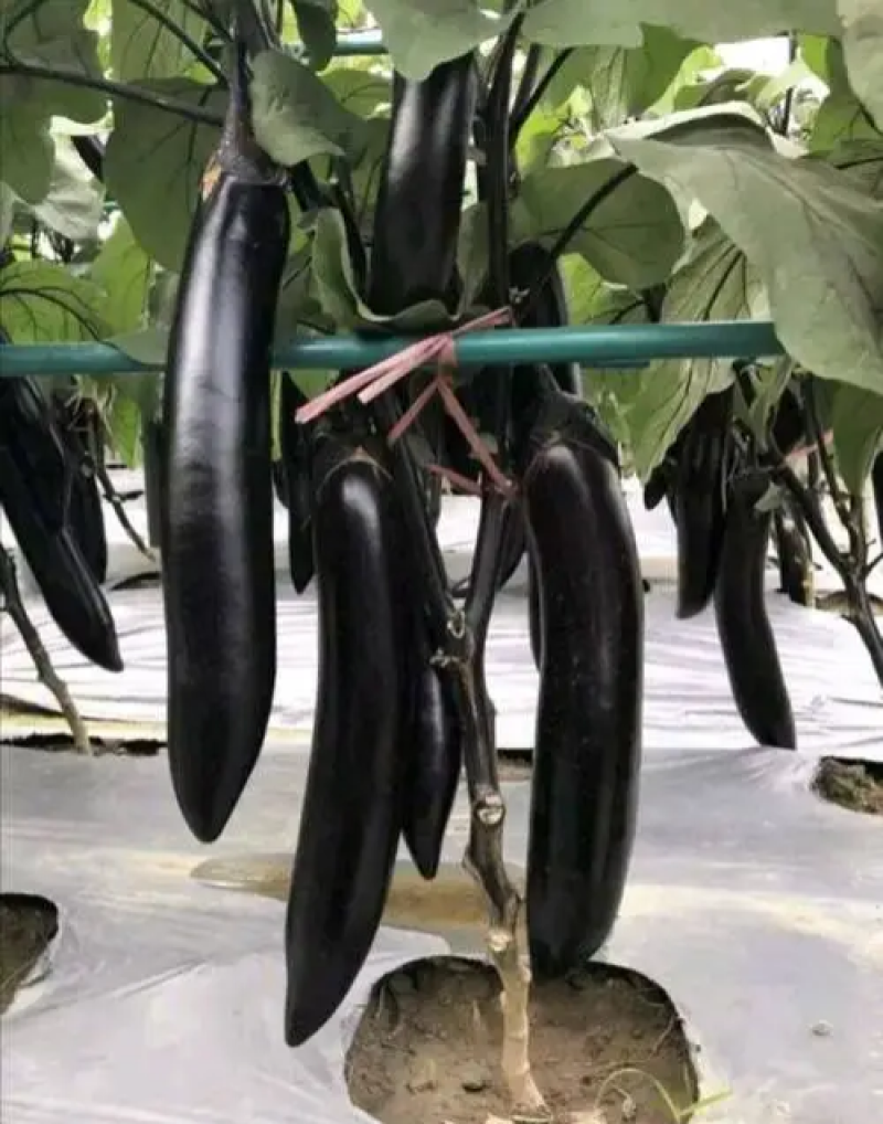 达拉斯茄子种子早熟黑紫长茄种籽抗病耐热耐寒果肉白绿色