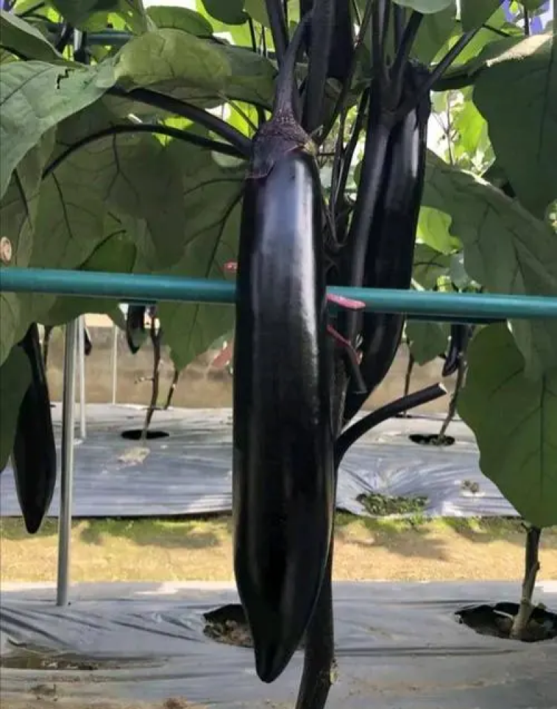 达拉斯茄子种子早熟黑紫长茄种籽抗病耐热耐寒果肉白绿色