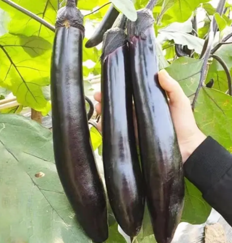 达拉斯茄子种子早熟黑紫长茄种籽抗病耐热耐寒果肉白绿色