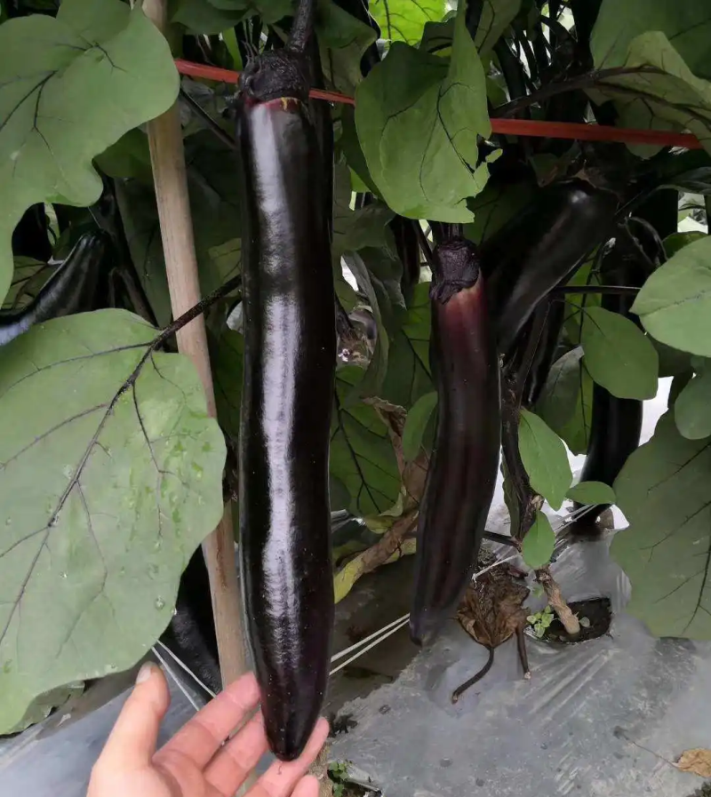 达拉斯茄子种子早熟黑紫长茄种籽抗病耐热耐寒果肉白绿色
