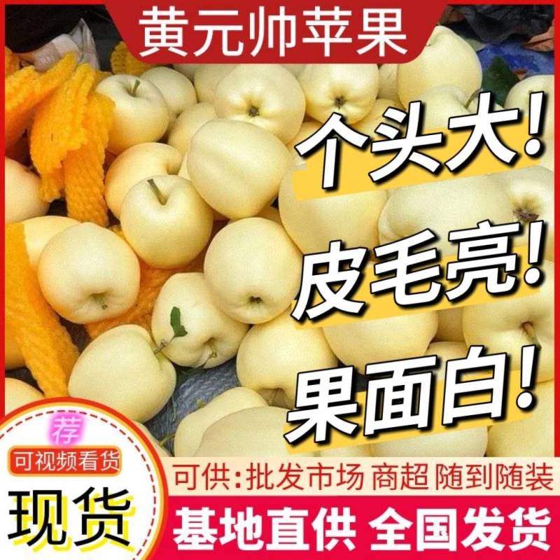 黄元帅苹果，辽宁苹果，个头大，皮毛亮，果面白，大量供应中
