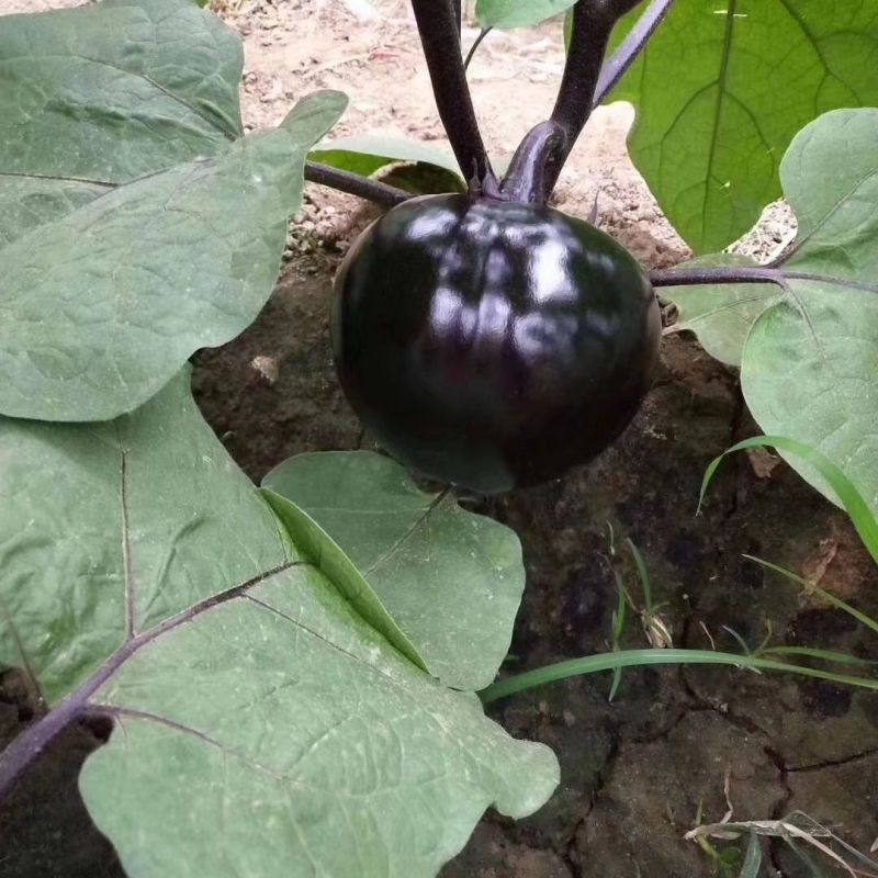 珍亮圆茄种子中晚熟高产黑紫红色茄子种籽细嫩籽少品质优圆茄