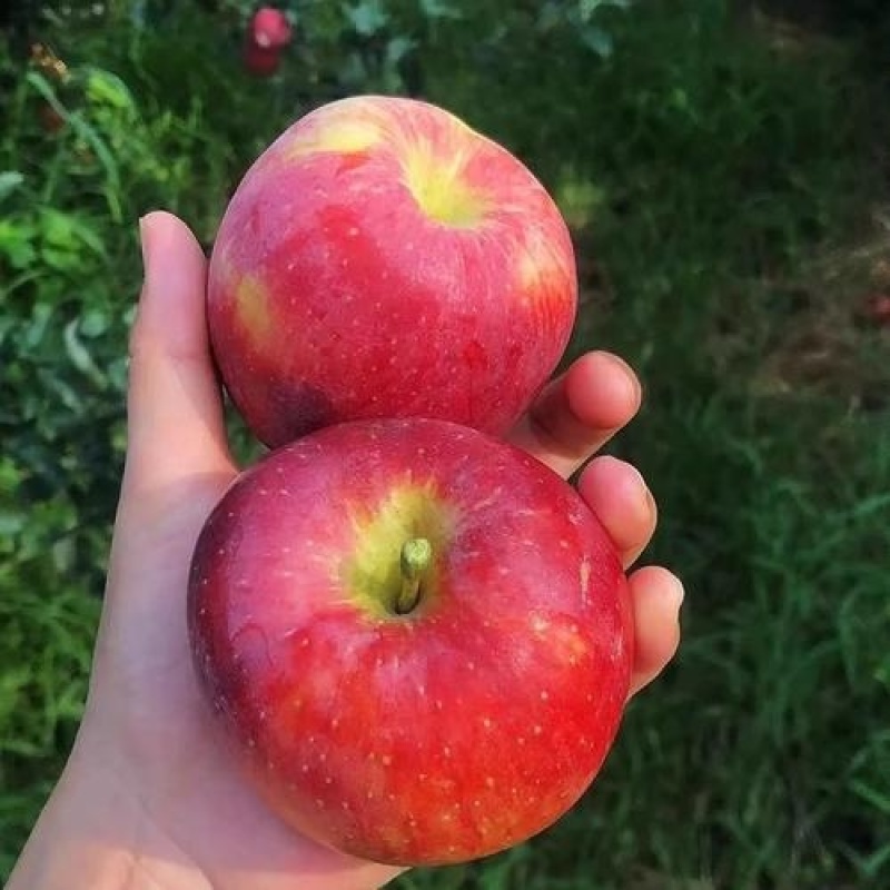 鲁丽苹果🍎、绥中优质产品，优质产地，欢迎各位光临
