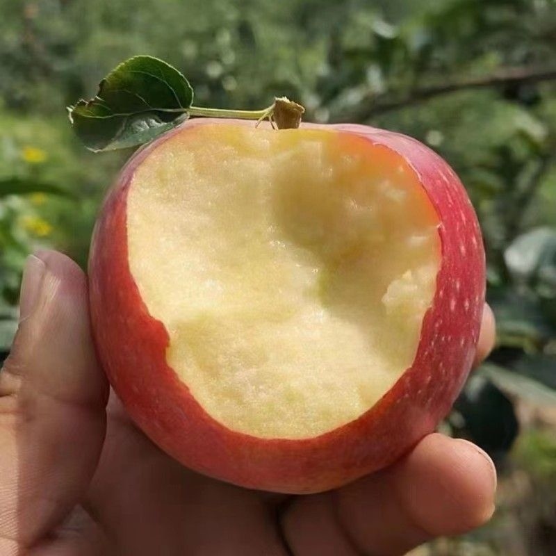 鲁丽苹果🍎、绥中优质产品，优质产地，欢迎各位光临