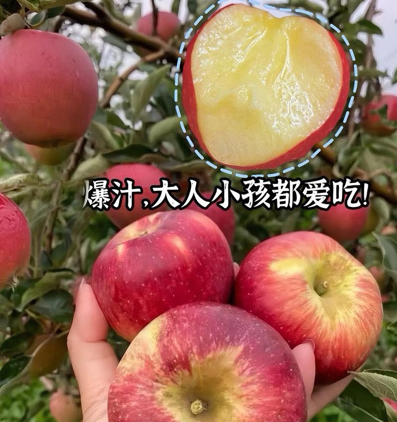 鲁丽苹果🍎、绥中优质产品，优质产地，欢迎各位光临