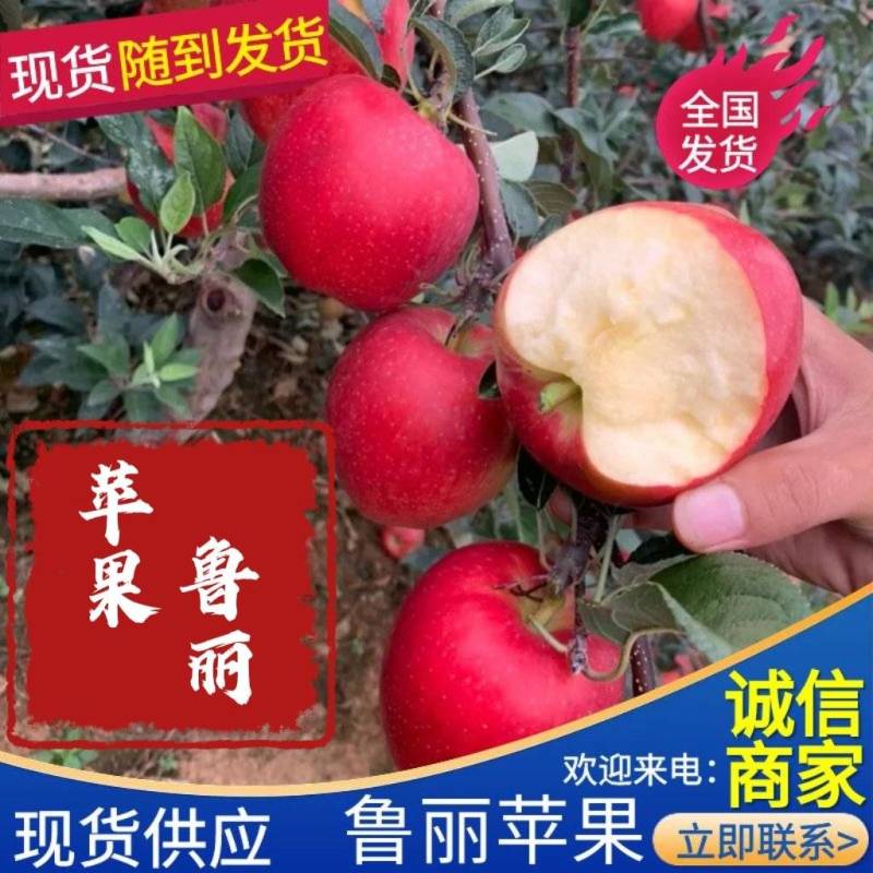 鲁丽苹果🍎、绥中优质产品，优质产地，欢迎各位光临