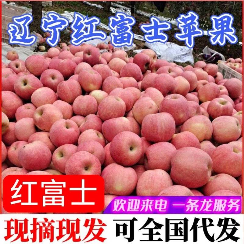 红富士苹果辽宁苹果现货供应个头均匀颜色全红量大