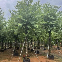 宫粉紫荆米径12公分到15公分产地直销