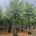 宫粉紫荆米径12公分到15公分产地直销