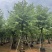 宫粉紫荆米径12公分到15公分产地直销