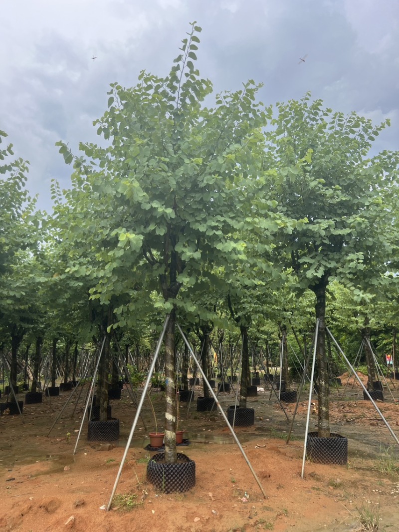 宫粉紫荆米径12公分到15公分产地直销