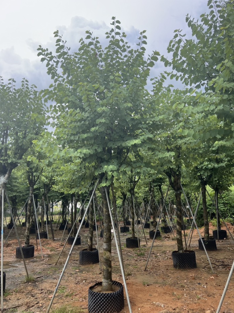 宫粉紫荆米径12公分到15公分产地直销