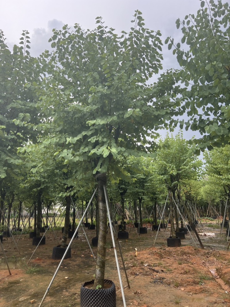 宫粉紫荆米径12公分到15公分产地直销