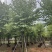 宫粉紫荆米径12公分到15公分产地直销