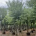 宫粉紫荆米径12公分到15公分产地直销