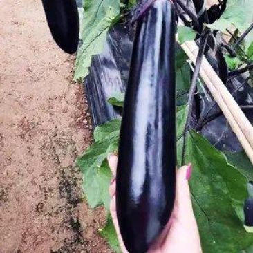 绵蔬金棒早茄种子早熟高产抗病耐老化坐果率高紫黑茄子蔬菜