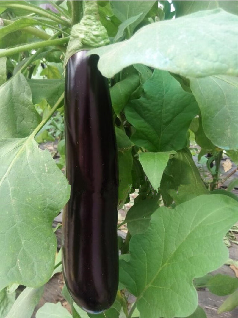 绵蔬金棒早茄种子早熟高产抗病耐老化坐果率高紫黑茄子蔬菜