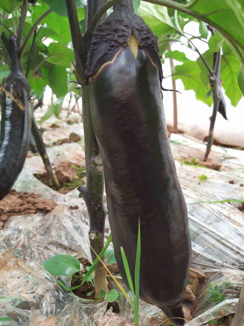 绵蔬金棒早茄种子早熟高产抗病耐老化坐果率高紫黑茄子蔬菜