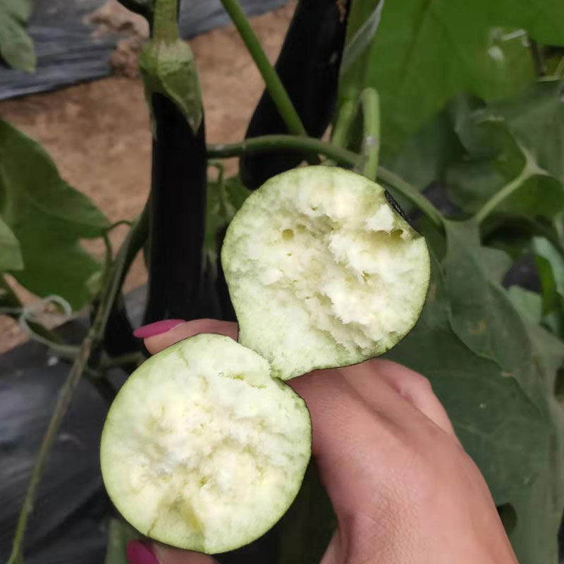 绵蔬金棒早茄种子早熟高产抗病耐老化坐果率高紫黑茄子蔬菜
