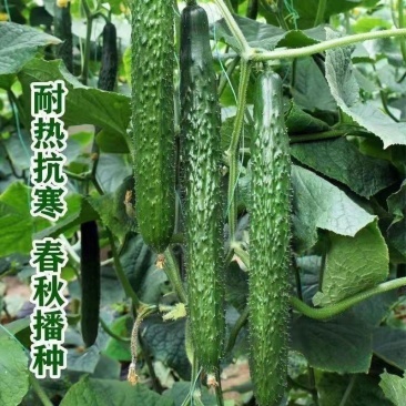 亮艳黄瓜种子刺油亮高产水果黄瓜大棚大田菜园阳台盆栽蔬