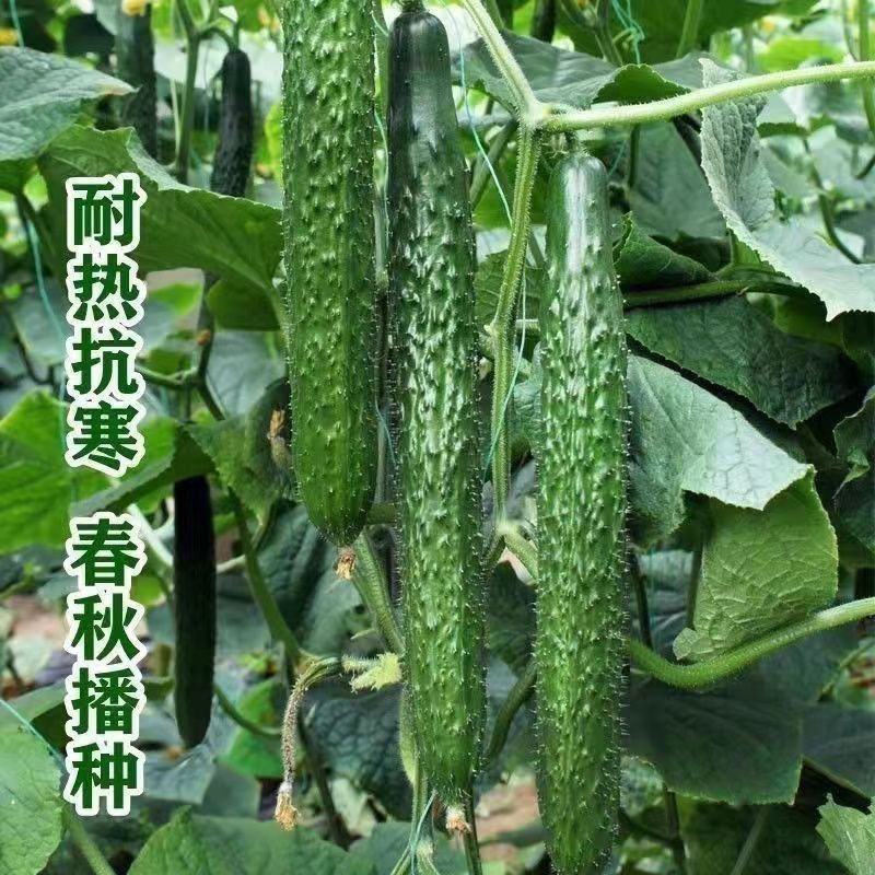 亮艳黄瓜种子刺油亮高产水果黄瓜大棚大田菜园阳台盆栽蔬