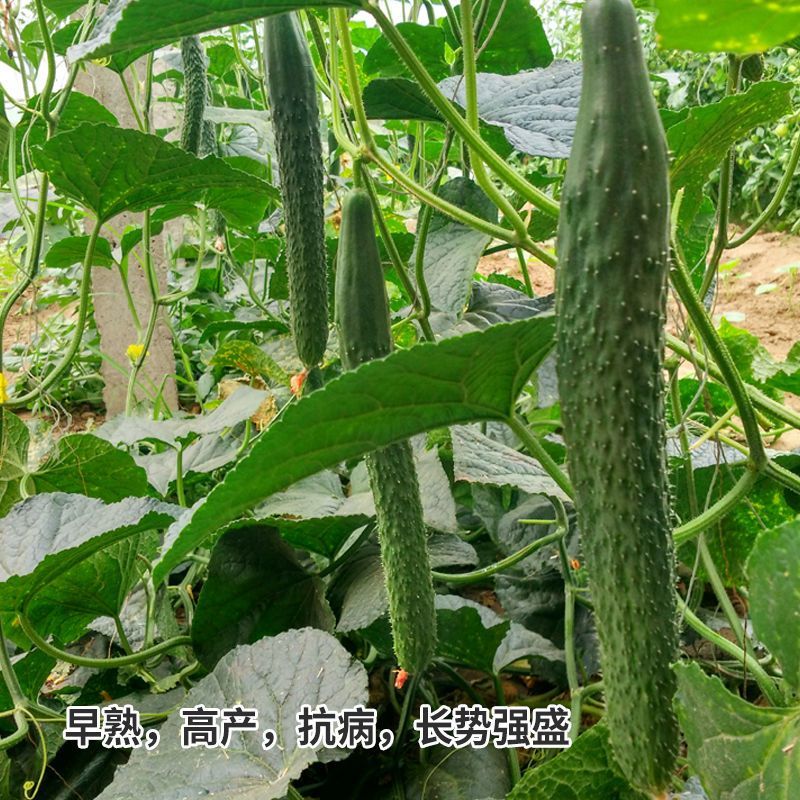 亮艳黄瓜种子刺油亮高产水果黄瓜大棚大田菜园阳台盆栽蔬