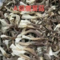 精品鹿茸菇，优选好货全国可发，对接零售、批发