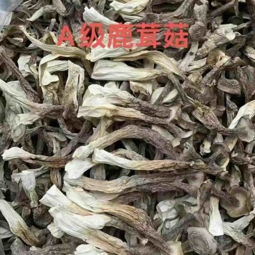 精品鹿茸菇，优选好货全国可发，对接零售、批发