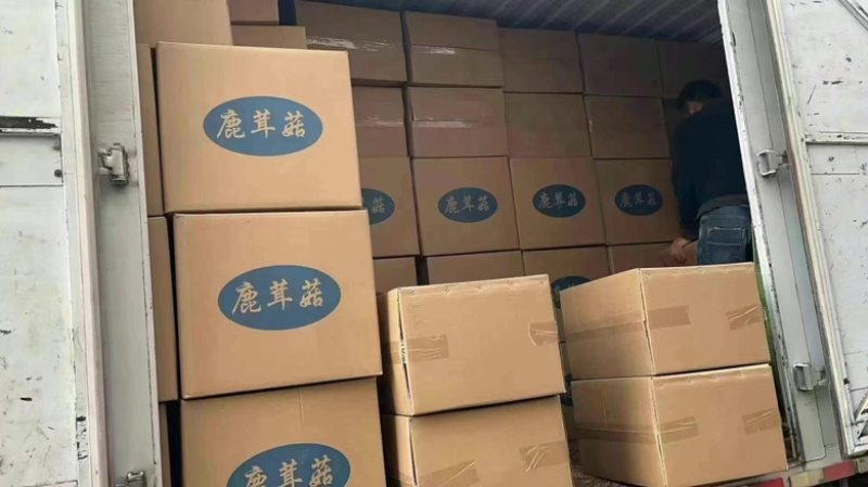 精品鹿茸菇，优选好货全国可发，对接零售、批发