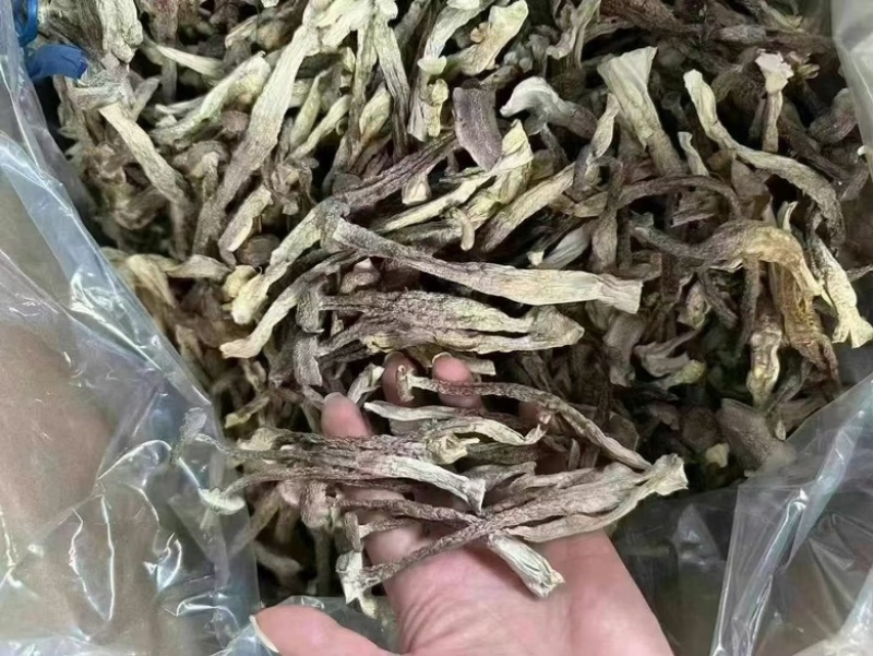 精品鹿茸菇，优选好货全国可发，对接零售、批发