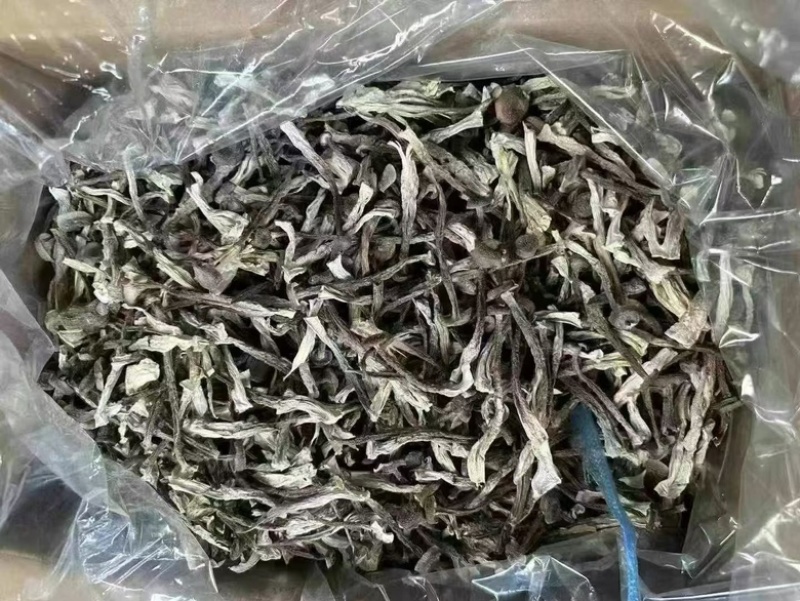 精品鹿茸菇，优选好货全国可发，对接零售、批发