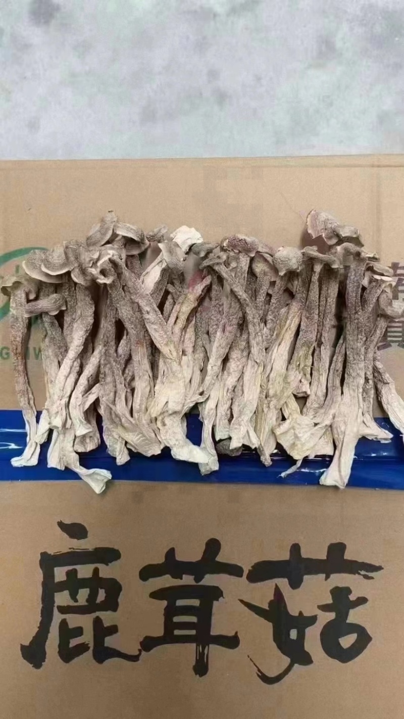 精品鹿茸菇，优选好货全国可发，对接零售、批发
