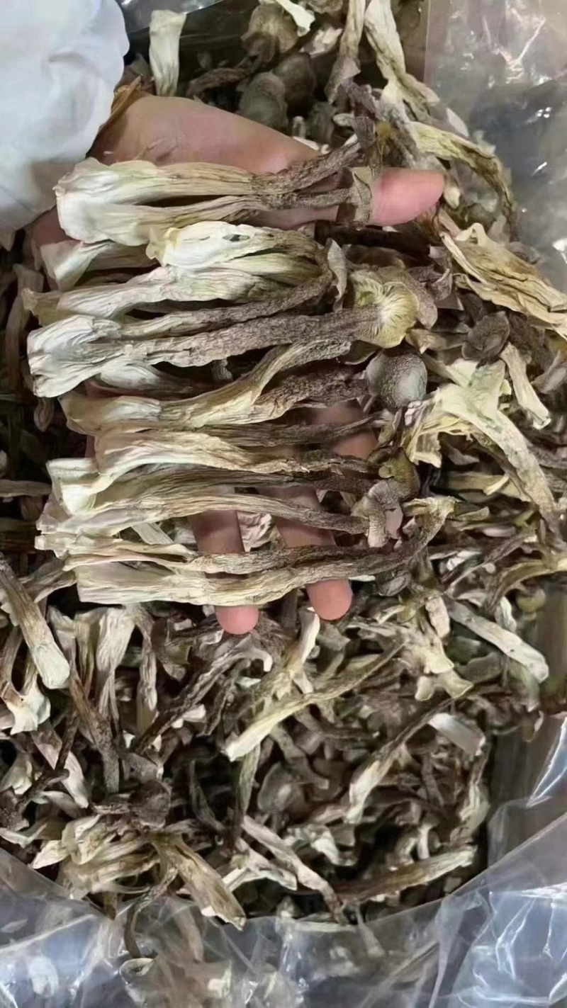 精品鹿茸菇，优选好货全国可发，对接零售、批发