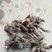 芍药苗白芍药苗包成活包收产品不包技术指导包邮
