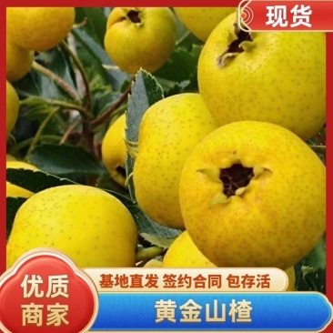 山楂树苗，黄金山楂，基地直发，假一赔十，签约合同种植