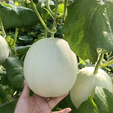 玉菇蜜瓜玉菇甜瓜玉菇香瓜大量上市一手货源对接市场电商