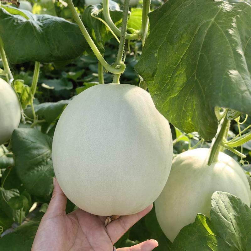 玉菇蜜瓜玉菇甜瓜玉菇香瓜大量上市一手货源对接市场电商