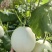 玉菇蜜瓜玉菇甜瓜玉菇香瓜大量上市一手货源对接市场电商