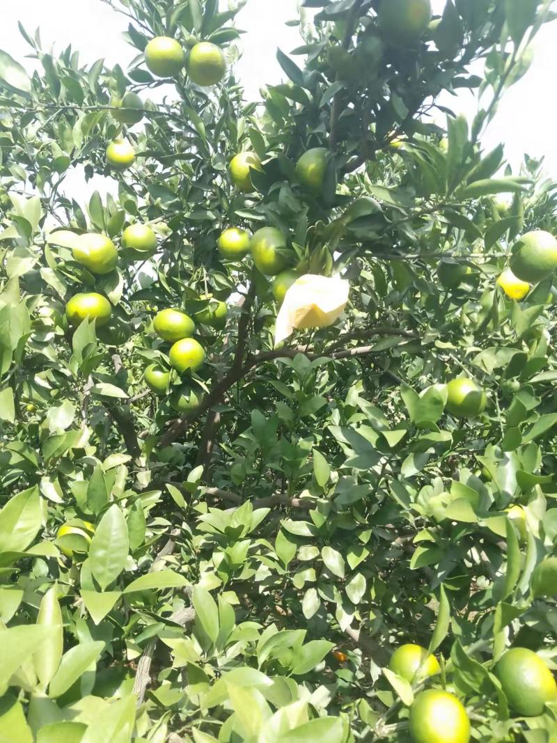 广西特早蜜橘大量现货一手货源，全国发货，价格便宜，