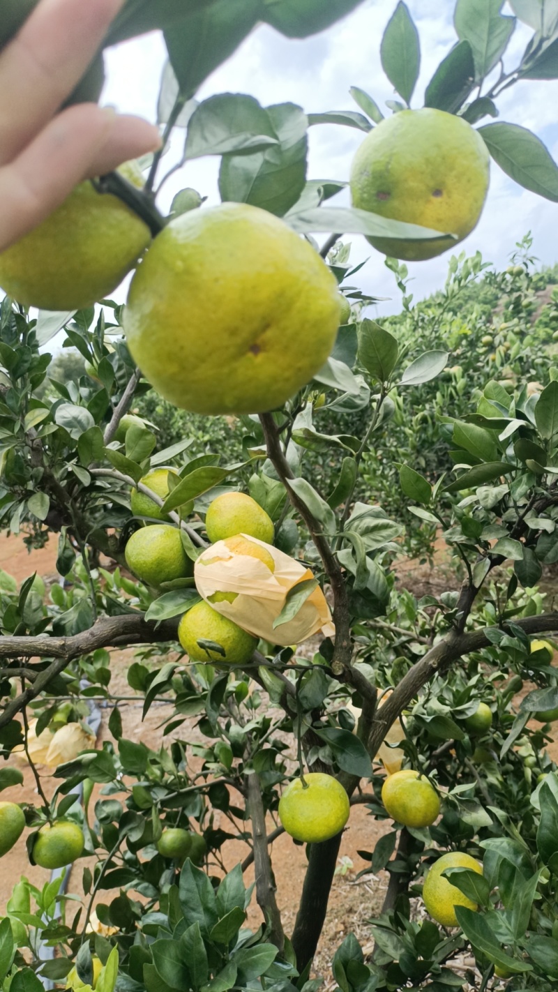 广西特早蜜橘大量现货一手货源，全国发货，价格便宜，