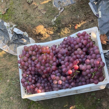 巨峰葡萄头茬，二茬出售